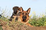 BERGER ALLEMAND 551